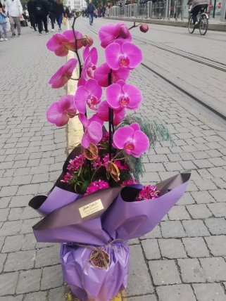 2 Dal Pembe Orkide, Eskişehir çiçekçi