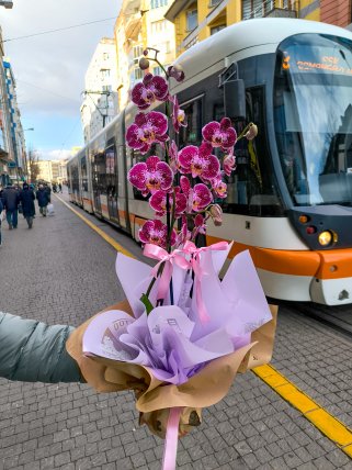 2 Dallı Bordo Orkide