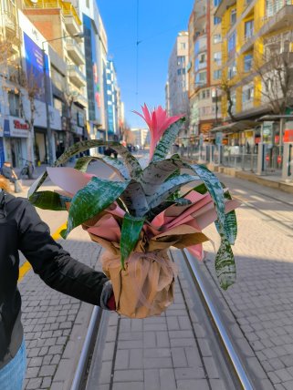 Pembe Aechmea Çiçeği